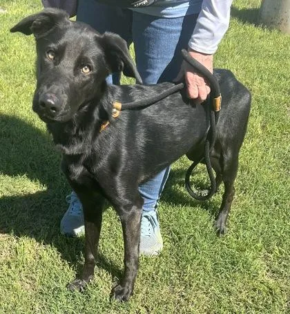 An adult medium-sized female Black Mixed Breed dog named Nimi for adoption in Georgetown, TX