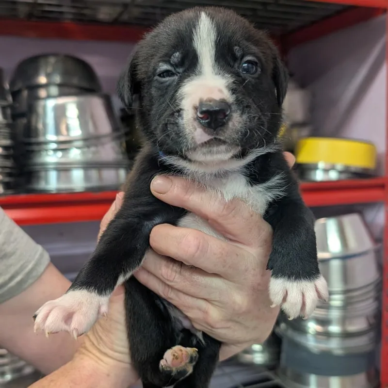 A baby medium-sized male Brown / Chocolate Pit Bull Terrier dog named Garth for adoption in Jefferson city, TN