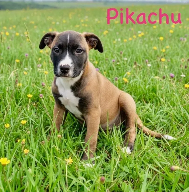 A baby medium-sized female Black Terrier dog named Pickahu for adoption in Semmes, AL