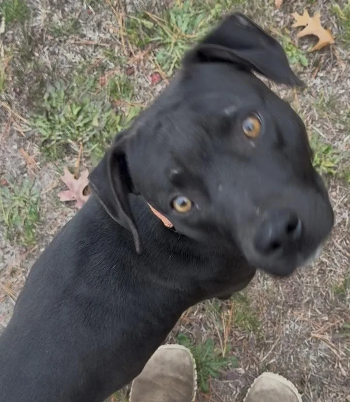 A young medium-sized male Black American Staffordshire Terrier dog named Apollo for adoption in Carver, MA