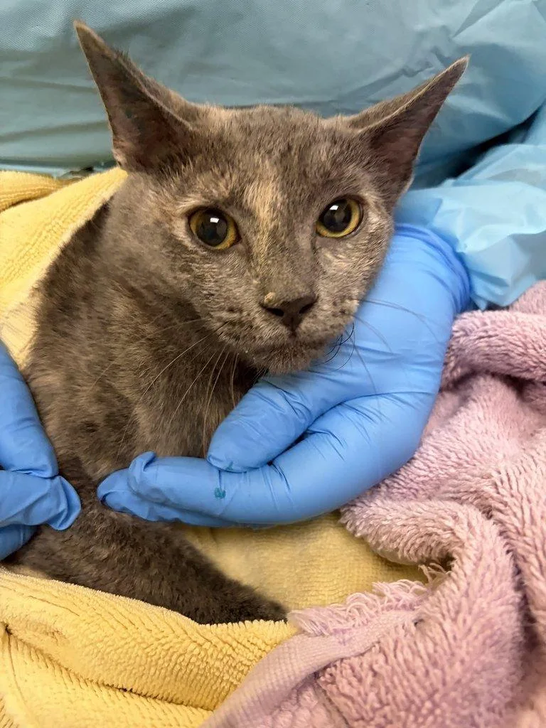 A baby small-sized female Dilute Tortoiseshell Domestic Short Hair cat named Miss. Marple for adoption in Raleigh, NC