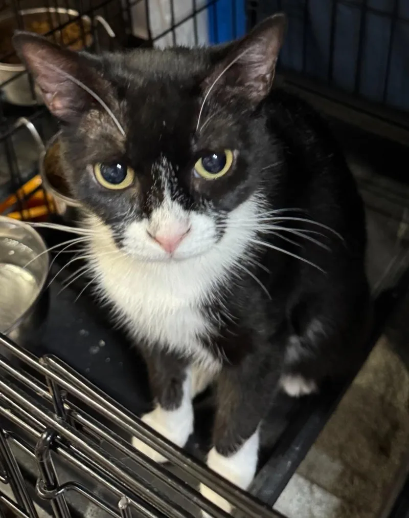 An adult medium-sized female Tuxedo cat named Padgett for adoption in Centerville, GA