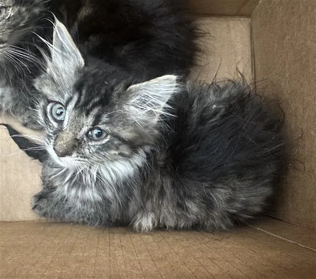 A baby medium-sized female Domestic Long Hair cat named Eden for adoption in Dallas, TX