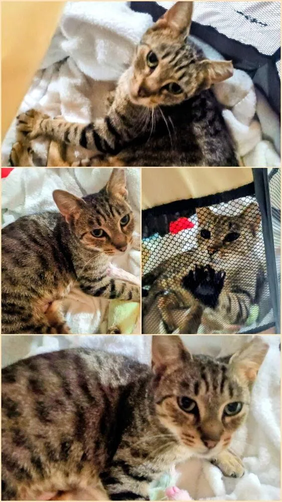 A young medium-sized female Tabby (Brown / Chocolate) Domestic Short Hair cat named Tabitha for adoption in Taylor, PA