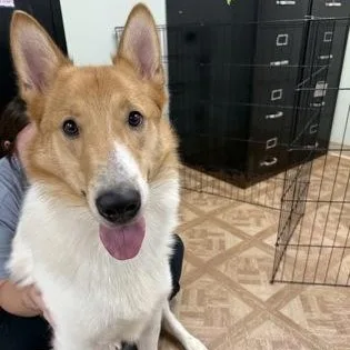 An adult large-sized male Smooth Collie dog named Max for adoption in Worcester, MA