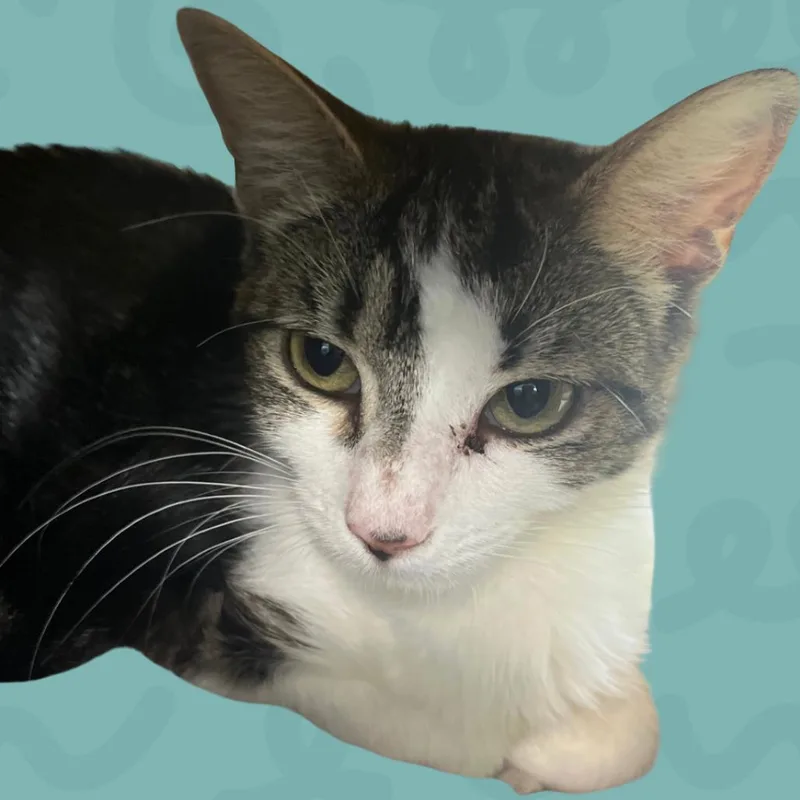 A young medium-sized female Gray / Blue / Silver Domestic Medium Hair cat named Pharah for adoption in Reno, NV