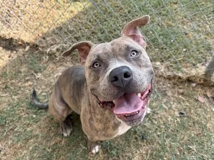 An adult large-sized male Bicolor Mixed Breed dog named Acer for adoption in Georgetown, TX