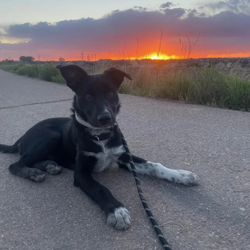 Zuko