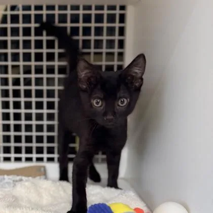 A baby small-sized male Domestic Short Hair cat named Kombu for adoption in Honolulu, HI