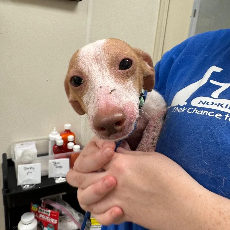 A senior small-sized male Dachshund dog named Grimace for adoption in Pekin, IL
