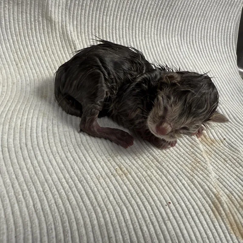 A baby small-sized female Gray / Blue / Silver Domestic Short Hair cat named Ivy for adoption in Tuscaloosa, AL