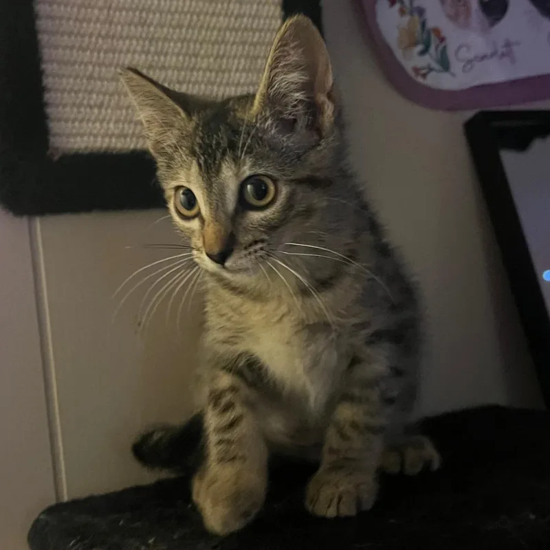A baby small-sized female Torbie Domestic Short Hair cat named Doll for adoption in Hemet, CA