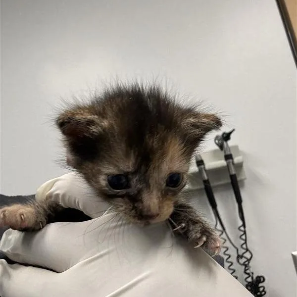 A baby small-sized female Domestic Short Hair cat named Cat Eye for adoption in Jacksonville, FL