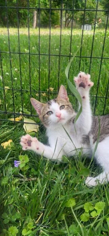An adult small-sized male Domestic Short Hair cat named Billabong for adoption in Berwick, PA