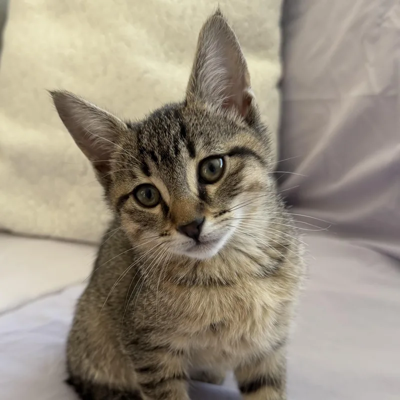 A baby medium-sized female Tabby (Brown / Chocolate) Domestic Short Hair cat named Daisy  Poppy & for adoption in Braintree, MA