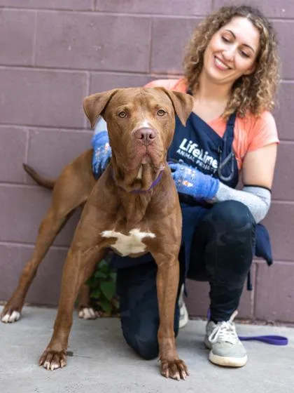 An adult large-sized male Mixed Breed dog named Oslo for adoption in Chamblee, GA