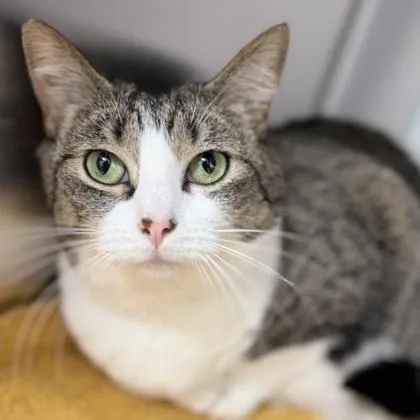 An adult small-sized female White Domestic Short Hair cat named April for adoption in Atlanta, GA