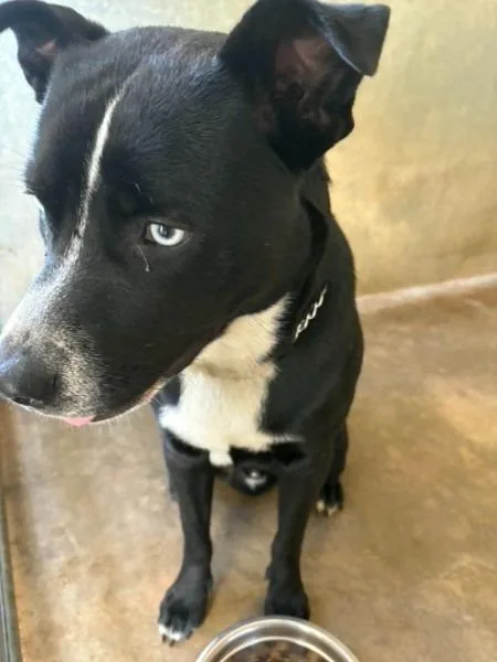 A baby medium-sized male Pit Bull Terrier dog named Unique for adoption in Athens, AL