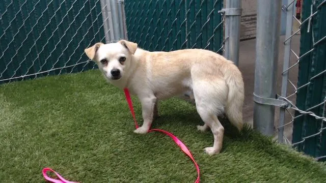 An adult small-sized male Chihuahua dog named Bart for adoption in Downey, CA