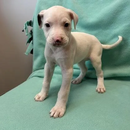 A baby medium-sized female Mixed Breed dog named Toulouse for adoption in Janesville, WI