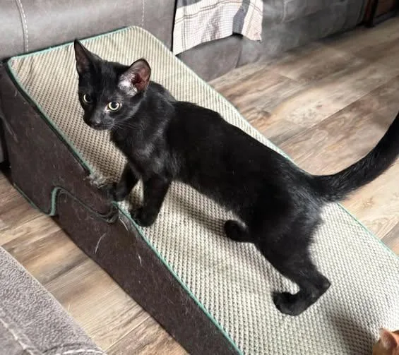 Bat
