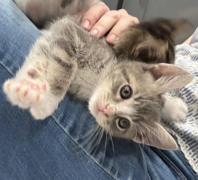 A baby small-sized male Domestic Short Hair cat named Weevil for adoption in Sacramento, CA