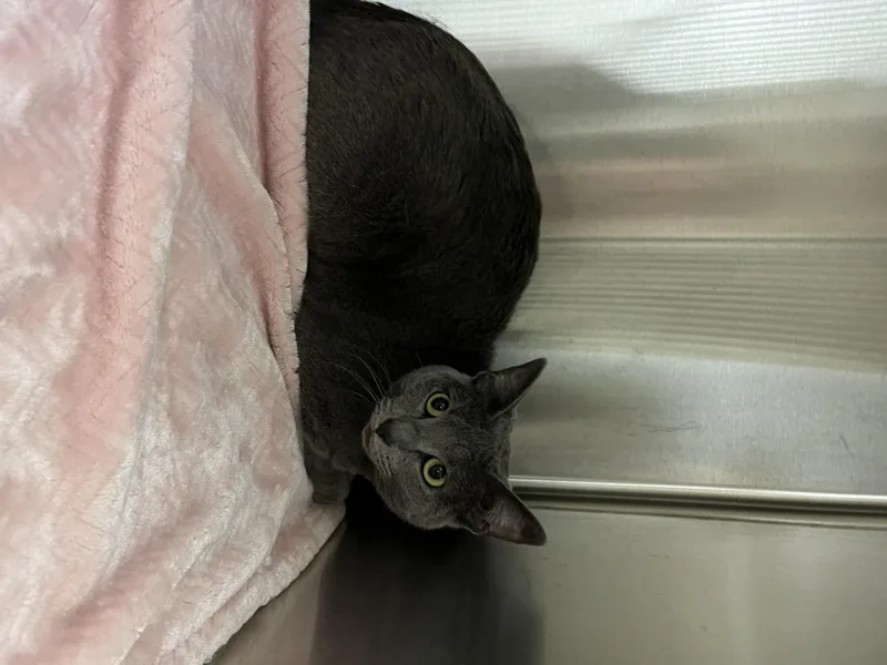 A young medium-sized female Domestic Short Hair cat named Misty for adoption in Killeen, TX