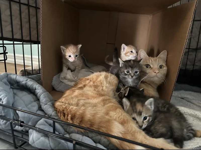 Cara Cara thumbnail 2