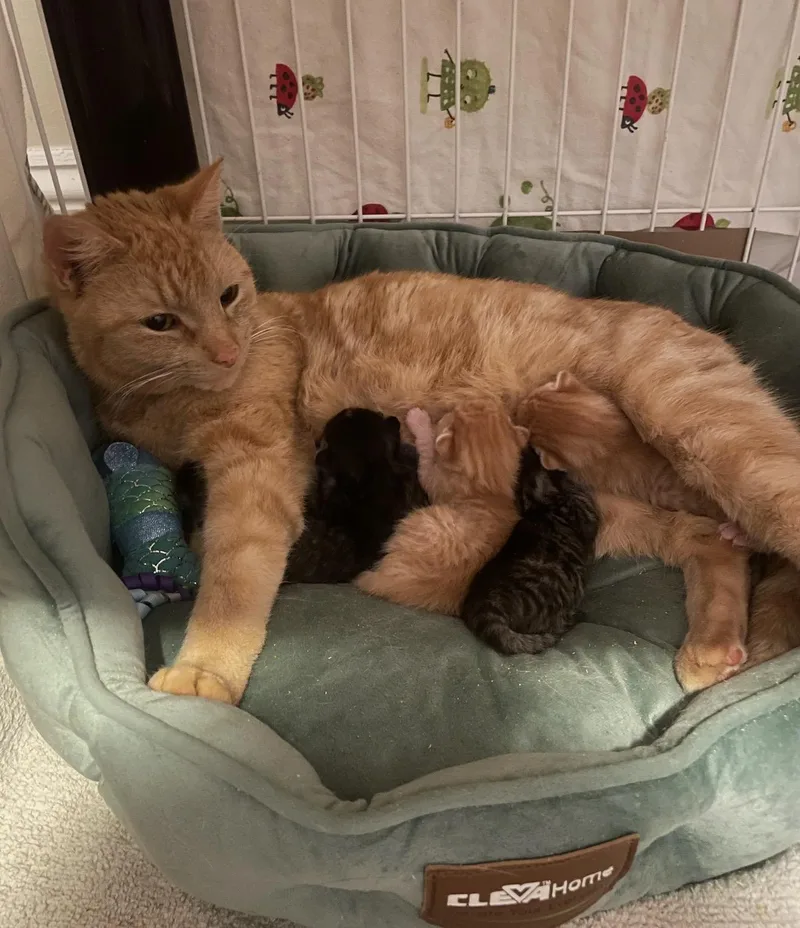 Cara Cara thumbnail 3