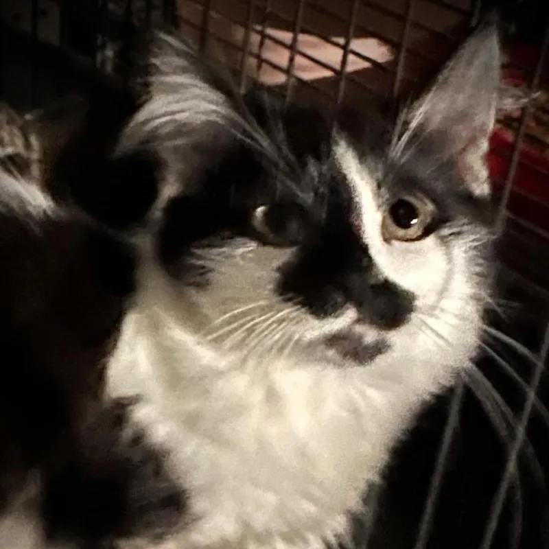 A baby small-sized male Maine Coon cat named Daffy for adoption in Carmel, IN