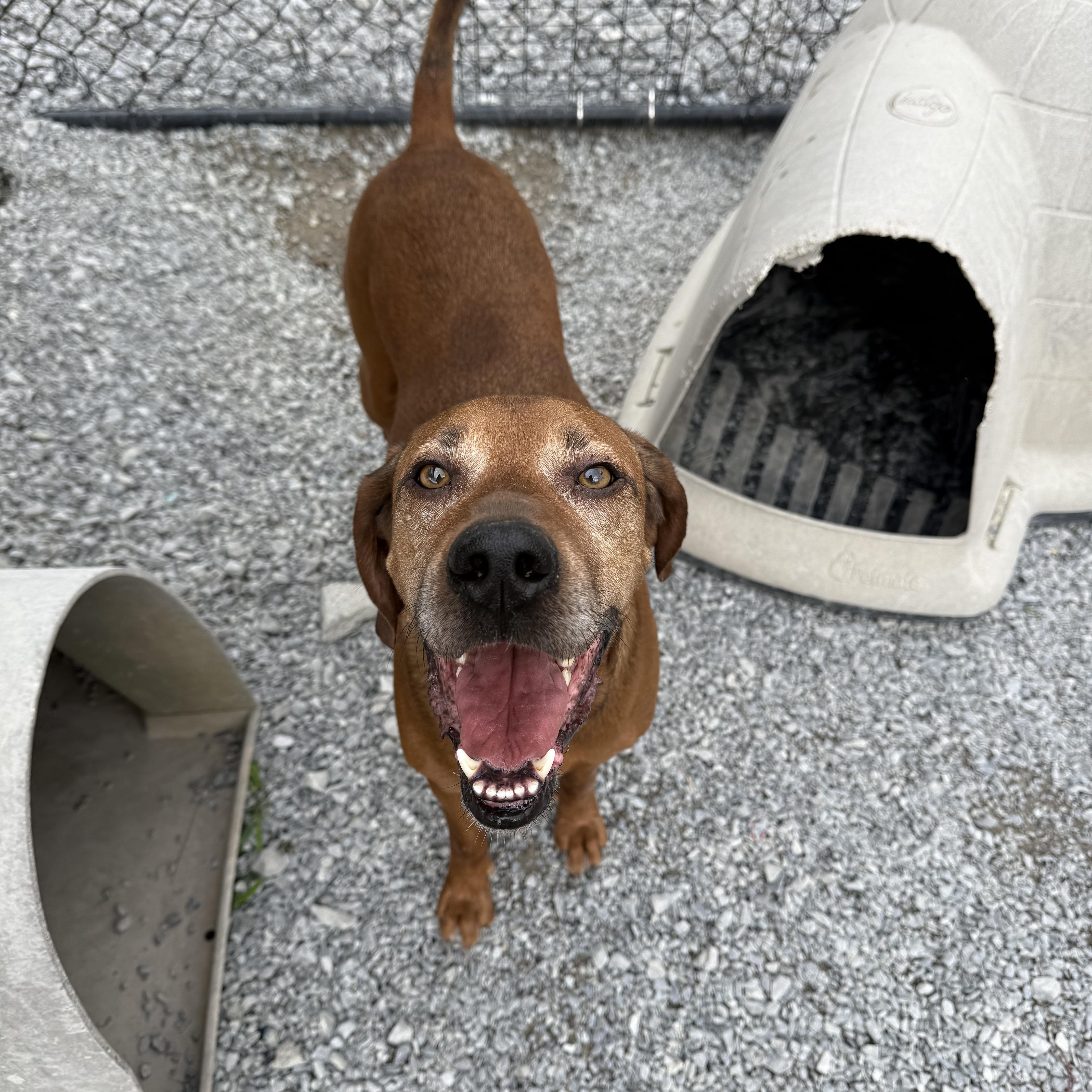 An adult medium-sized male Red / Chestnut / Orange Redbone Coonhound dog named Rusty for adoption in Hendersonville, TN