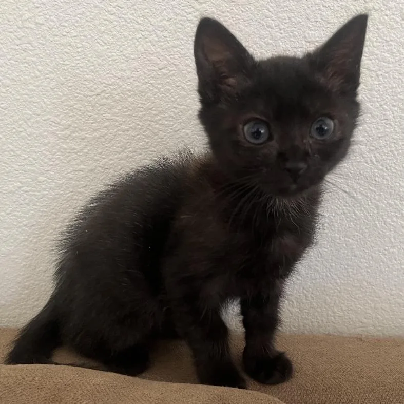 A baby small-sized female Black Domestic Short Hair cat named Tala for adoption in Keizer, OR