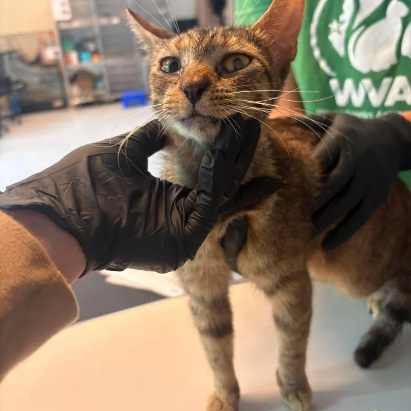 A young medium-sized female Calico Domestic Short Hair cat named Dough for adoption in Huntington, WV