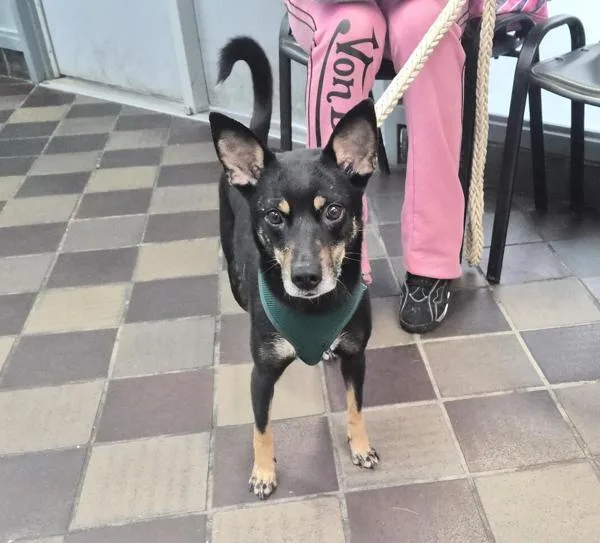 A young small-sized female Mixed Breed dog named Orchard for adoption in New York, NY