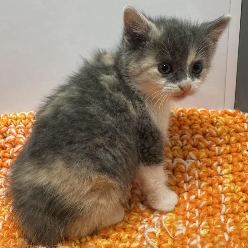A baby small-sized female Calico Domestic Short Hair cat named Finch for adoption in Mount Vernon, IN