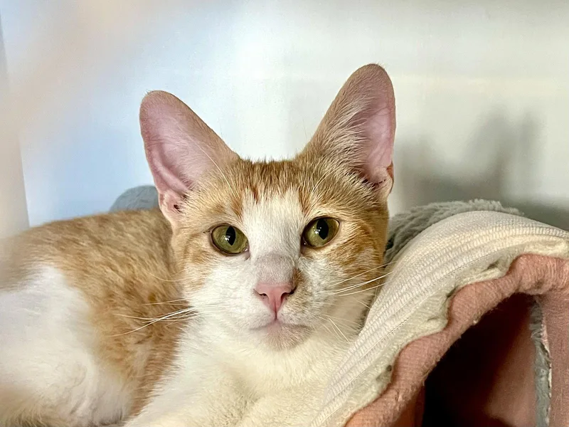 A young medium-sized male Orange & White Domestic Short Hair cat named Jacob for adoption in Oakland, CA