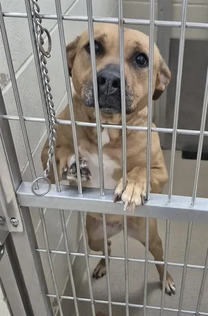 An adult medium-sized female Pit Bull Terrier dog named Lilly for adoption in Decatur, IL