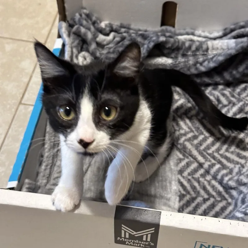 Mr. Meowster thumbnail 2