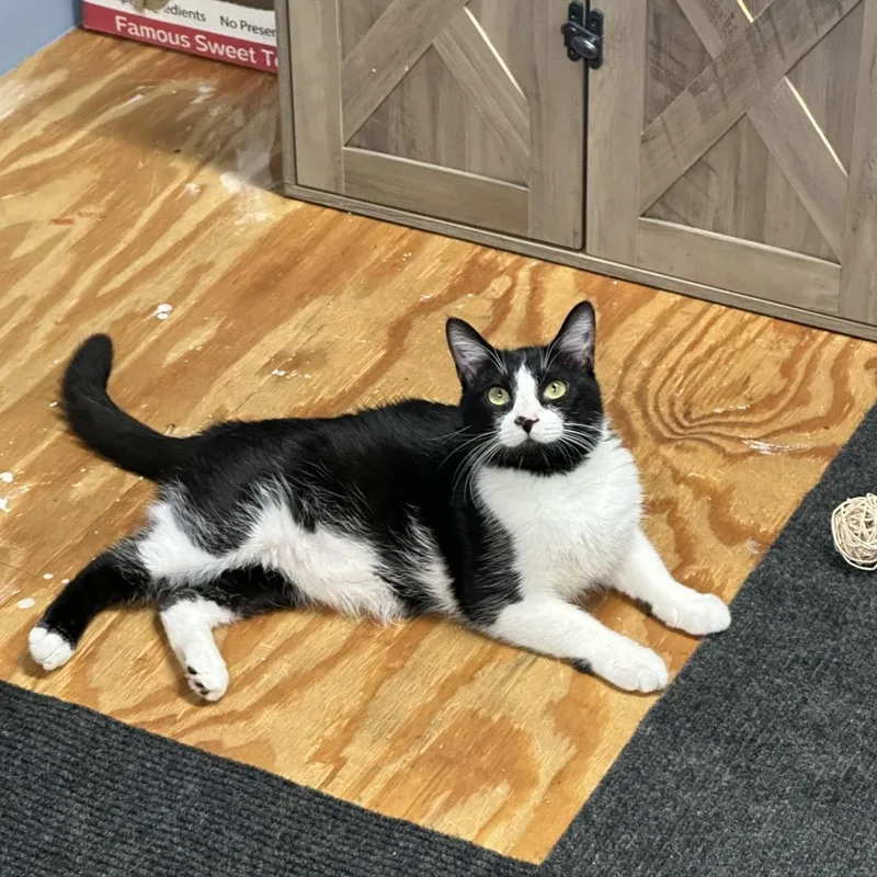 Mr. Meowster thumbnail 3