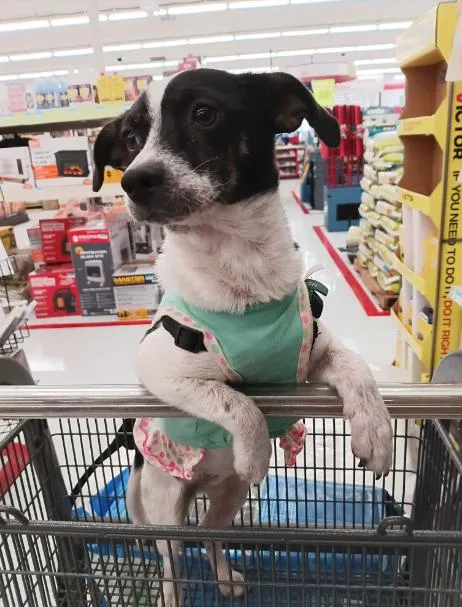 Pixie In Tx thumbnail 2