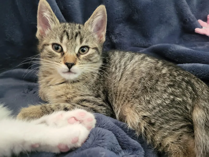 A baby small-sized female Tabby (Brown / Chocolate) Domestic Short Hair cat named Sprinkler for adoption in Indianapolis, IN