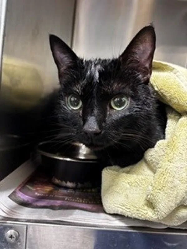 An adult large-sized male Domestic Short Hair cat named Brick for adoption in Dallas, GA