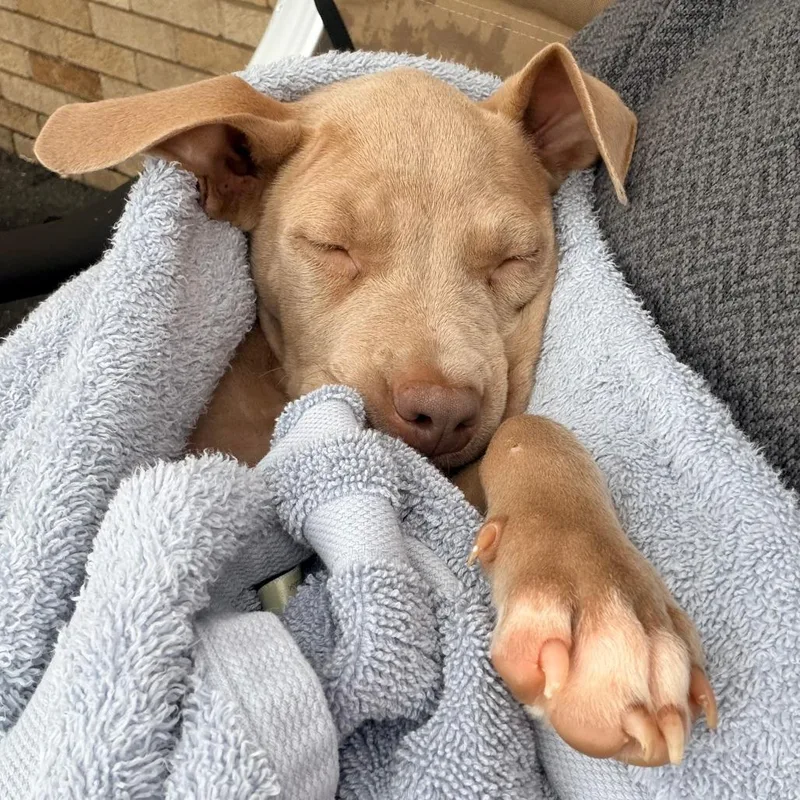 A baby small-sized female Mixed Breed dog named Fendi for adoption in Grand Rapids, MI