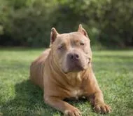An adult large-sized female Pit Bull Terrier dog named Zara for adoption in Ventura, CA