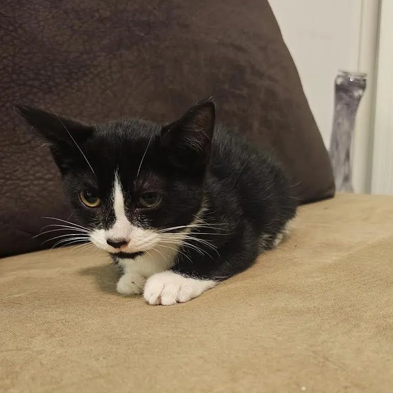 Panda And Chloe thumbnail 3