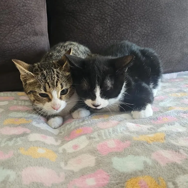 Panda And Chloe thumbnail 4