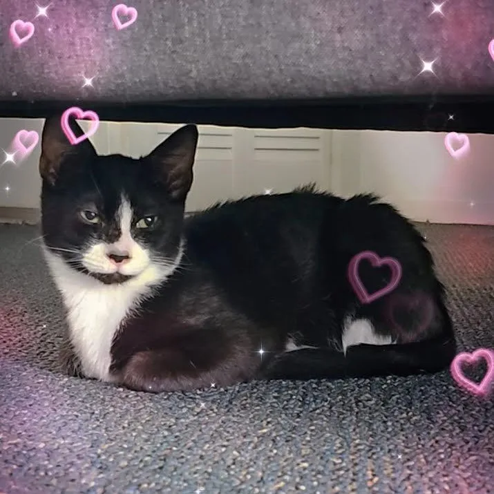 Panda And Chloe thumbnail 5