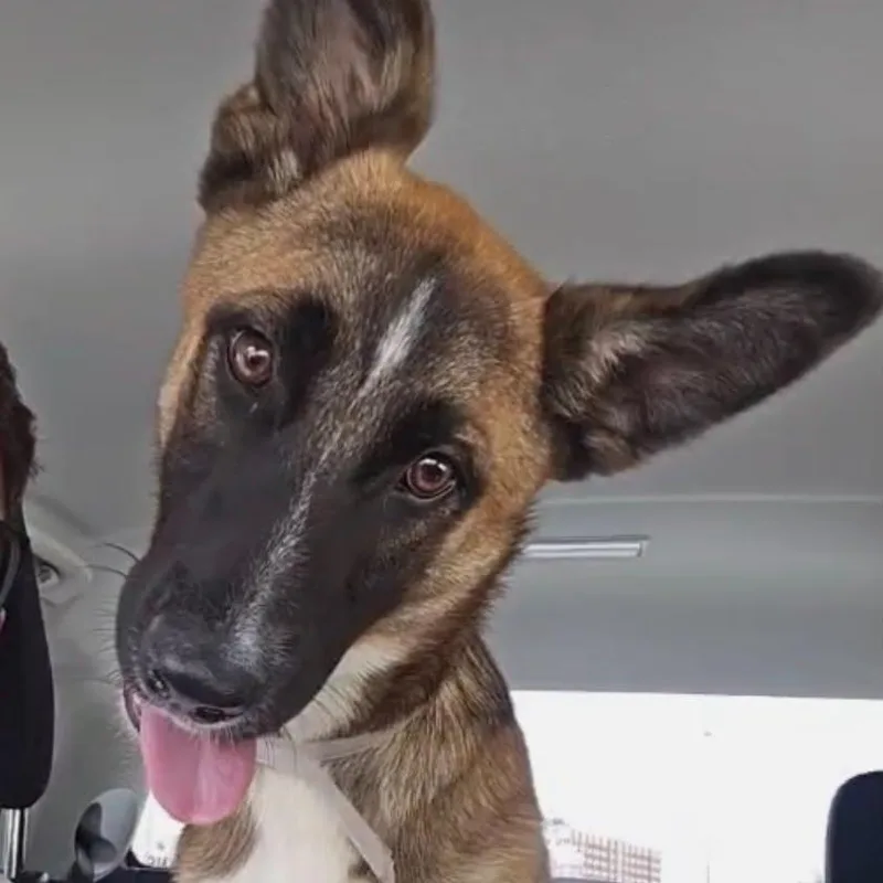 A baby medium-sized male Belgian Shepherd / Malinois dog named David for adoption in Houston, TX