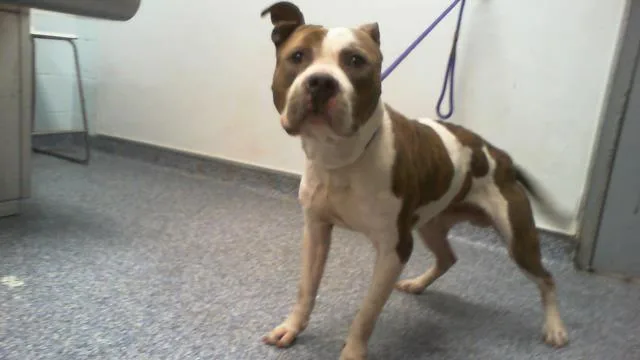 An adult medium-sized male Pit Bull Terrier dog named Mr Harold for adoption in Charlotte, NC