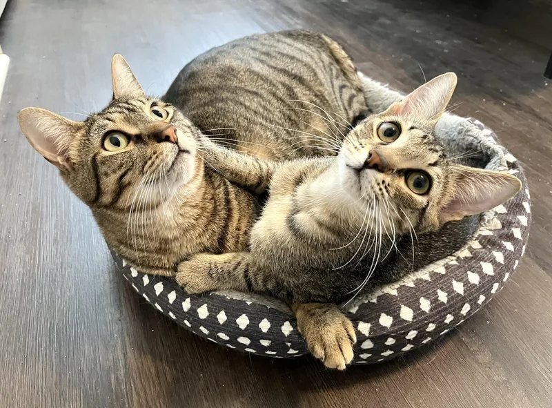 Newt & Chalk thumbnail 2